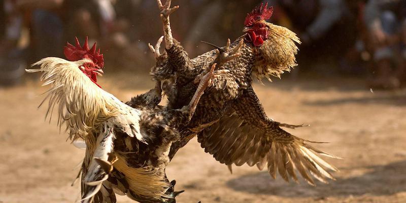 Đá gà Thomo siêu hấp dẫn với tỷ lệ thưởng cực lớn