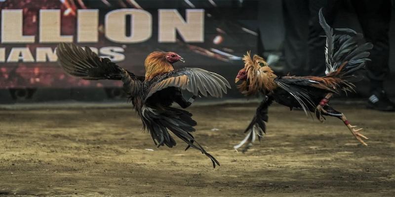 Tips chọi kê hay cho tân binh