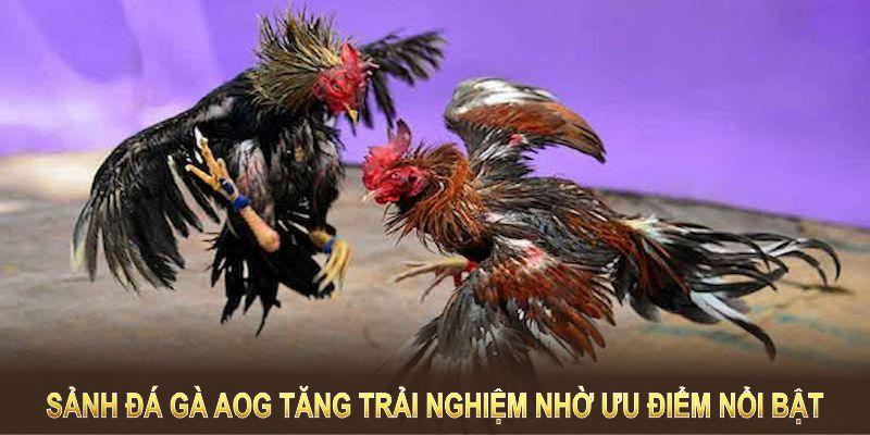 two roosters fighting in a fight